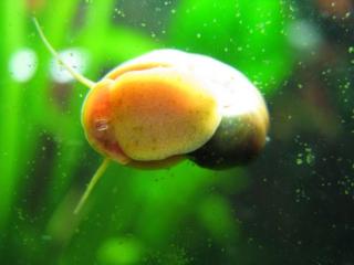 Aquarium Rreinigung Schnecken BILLIG
