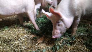 Strohschweine