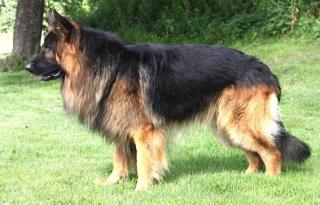 Altdeutsche Schäferhundwelpen vom Wolfsmeer