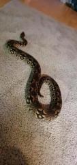 Madagaskar Boa