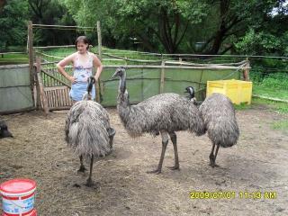 Emus zu verkaufen