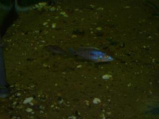 Sciaenochromis ahli