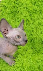 Sphynx Mädchen mit blauen Augen