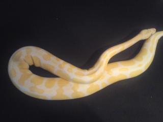 Königspython Albino 01