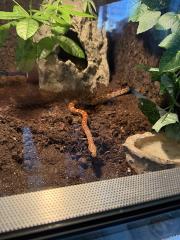 2 Kornnattern Hochwertiges Terrarium zu verkaufen