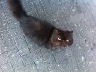 Perserkater Hauskatze