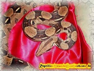 Boa Constrictor 100 het. Albino