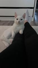 Türkisch Angora Kater