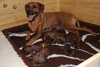 Unsere Rhodesian Ridgeback Engel sind gelandet