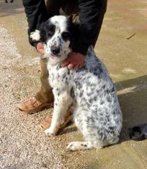 Roxanna - Setter -Mix-Dame solche Juwelen findet man in Griechenland an Schnell