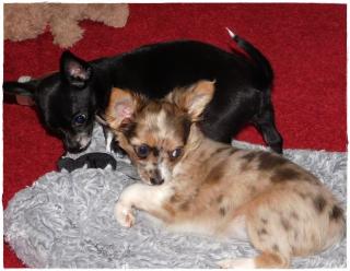 Chihuahua Welpen 2 Hündin LH und KH