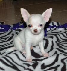 Wunderschöne Weisse Chihuahuababys Langhaar, Rüde Und Hüden