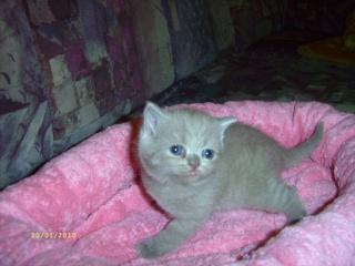 Wunderschöne reinrassige BKH-Kitten mit gutem Stammbaum
