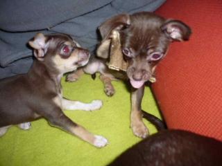 Niedliche schoko-tan Chihuahuawelpen 12 wochen, suchen Familie