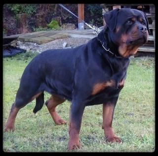 Rottweiler Welpen