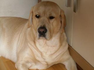Kräftiges Blondes Labrador männlich, 2 Jahre an liebevolle Hände abzugeben