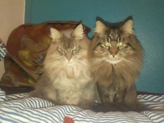 Zwei Liebhaber Maine Coon Kater in gute Hände abzugeben