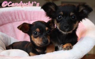 Chihuahuawelpe, Black and Tan Kurzhaar