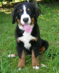 Berner Sennen
