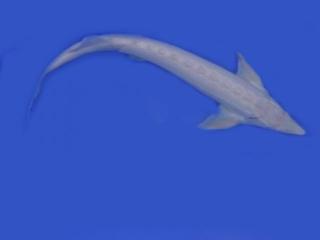 Albino Sterlet-Störe-Sterlet günstig / Fa. Fördefisch online bestellen