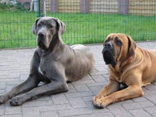 Deutsche Doggenmixrüde 7 Monate