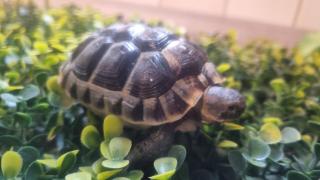 Maurische Landschildkröten aus 2024 - mit Papieren