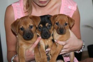 Süsse Zwergpinscher-Chihuahua Welpen