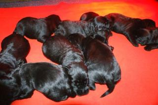 Riesenschnauzer Welpen Schwarz mit Papieren