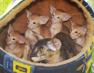 Oriental Babies mit Stammbaum