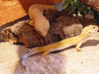 1. 2 Gruppe Leopardgeckos auch einzeln