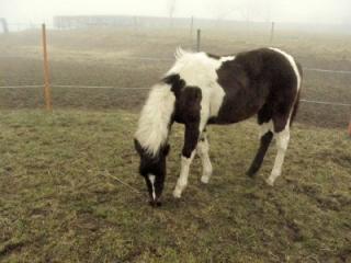 Ein echtes Indianer Pferd