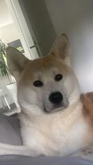 Akita inu sucht ein nettes neues Zuhause