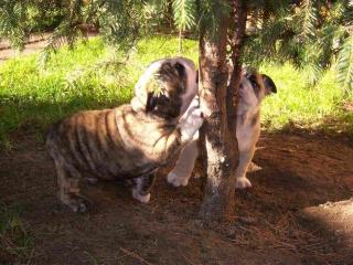 ENGLISCH BULLDOG WELPEN, AUS KLEINER DEUTSCHER LIEBHABERZUCHT ABZUGEBEN