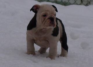 Ganz Besondere Englische Bulldoggen