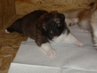 Reinrassige Islandhundewelpen