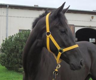 Ein Traum in schwarz Freizeit, Sport, Busch