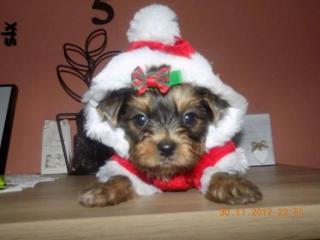 Welpen Yorkshire Terrier mit Papiere