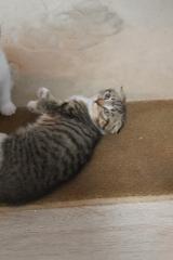 Kitten scotische Mutter und EKH Vater
