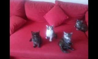 Maine Coon Katzen
