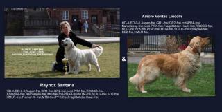 Golden Retriever Wurf Ankündigung März . Zur Abgabe Ende Mai