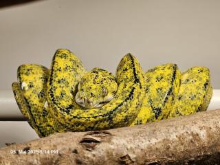 1. 0 Corpondo Morelia ssp.