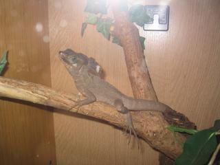 Streifenbasilisk-Männchen
