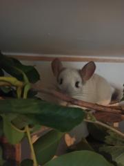 Aktive Chinchilla Oma sucht neues Zuhause