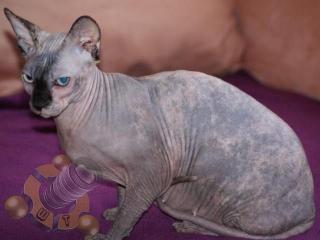 Canadian Sphynx Katzen abzugeben