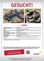 Bengal Britisch Kurzhaar Kater vermisst gesucht Katze