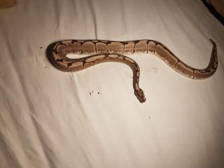 Königspython Python Regius 1. 0 Spider