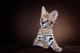 Serval Kitten