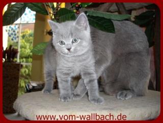 BKH-Kartäuserkitten aus rein blauen Linien