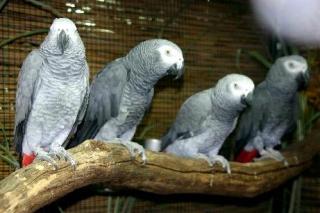Kongo GraupapageienBabys abzugeben Handaufzucht