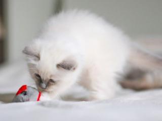 Heilige Birma-Baby mit Mama beide blue-point